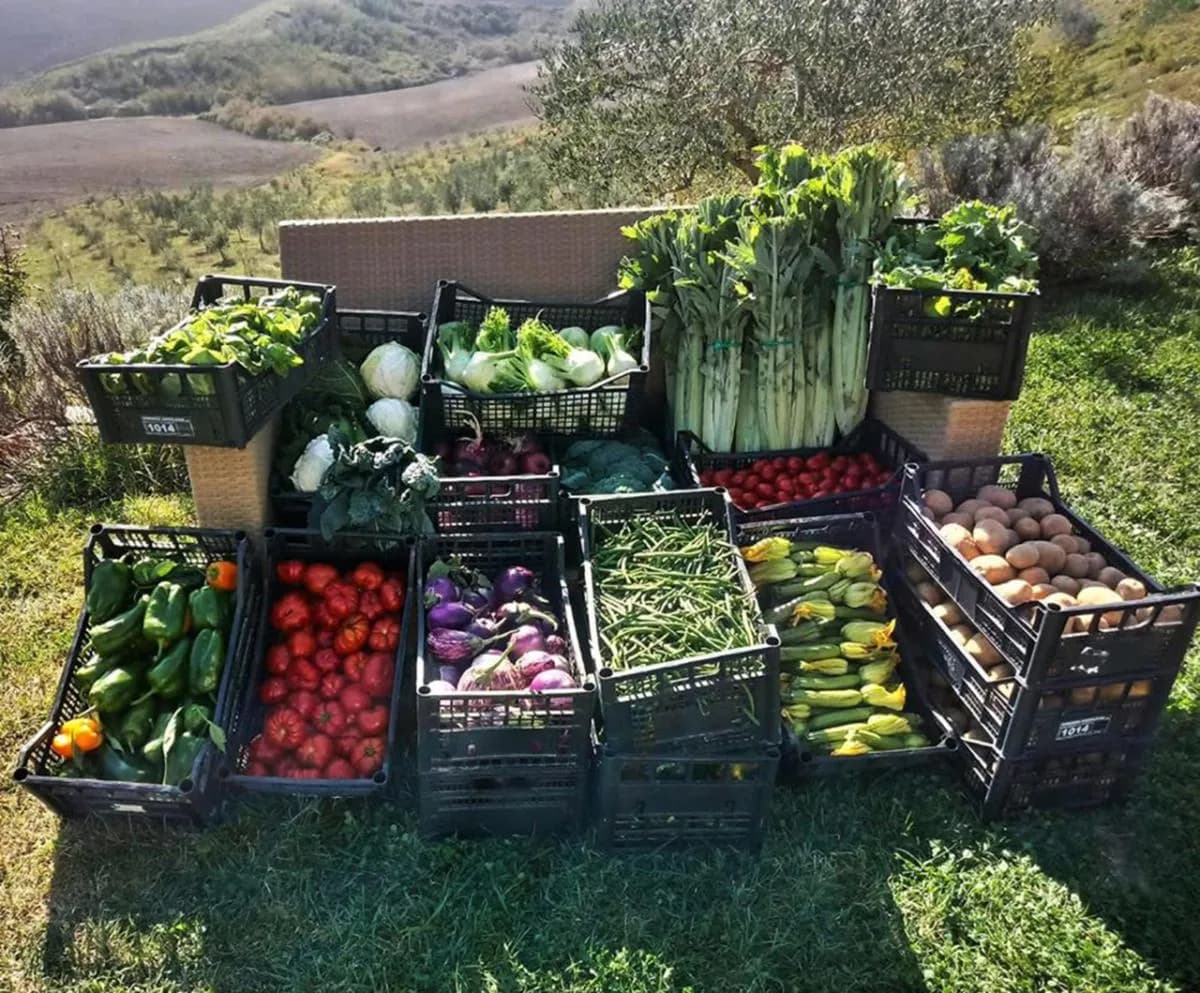 Crates of fresh organic vegetables from the farm garden, Tuscan hills behind