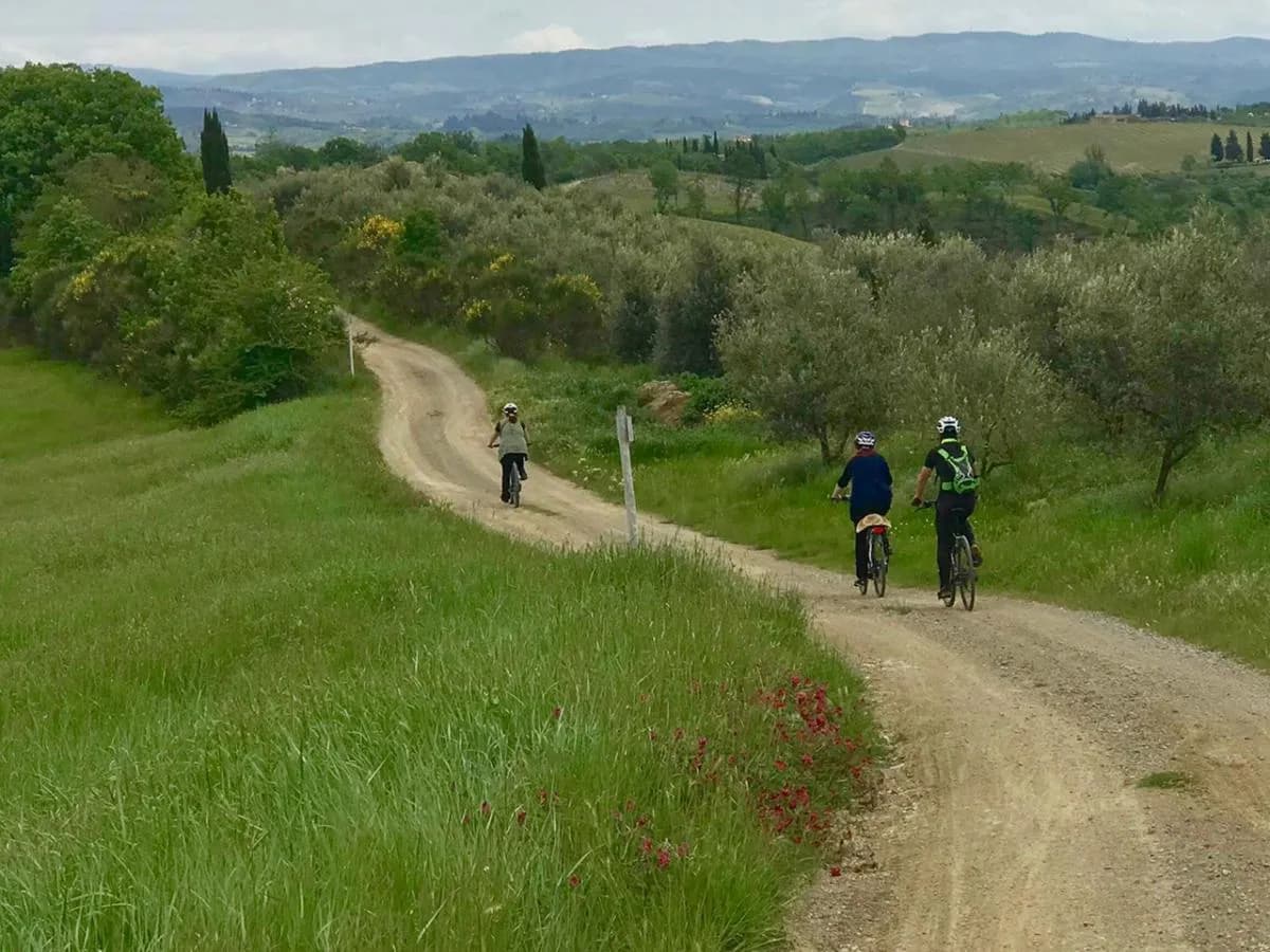 Cyclists on a white gravel road through the Chianti hills and olive groves
